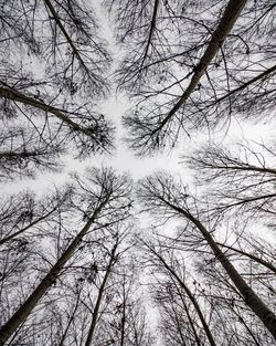 Low angle view of bare trees against sky