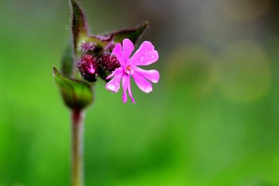Close-up of pink flowering plant