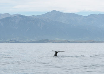 Sperm whale sighting on a boat tour from kaikoura, new zealand