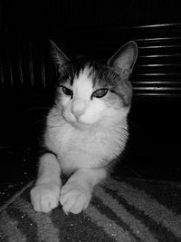 Close-up of cat sitting