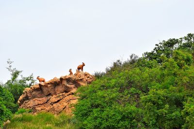 Low angle view of horse on field against clear sky