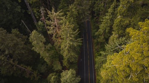 High angle view of mountain road amidst trees in redwood forest california national park 