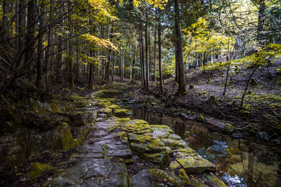 Stream amidst trees in forest