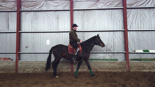 Side view of horse standing in stable