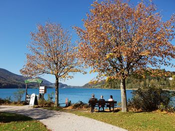 Tree by lake against clear blue sky