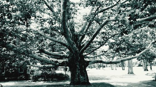 Bare trees in park