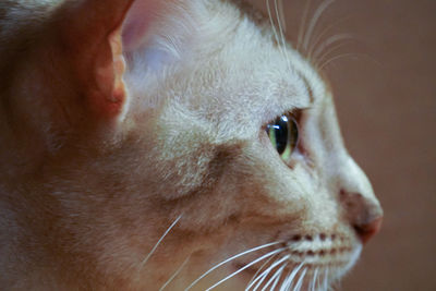 Close-up portrait of dog