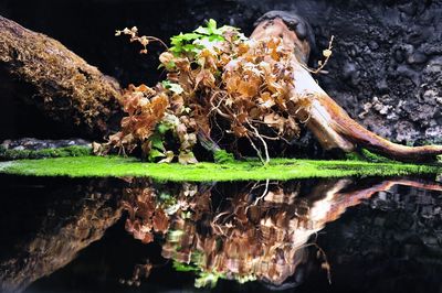 Plant growing on rocks