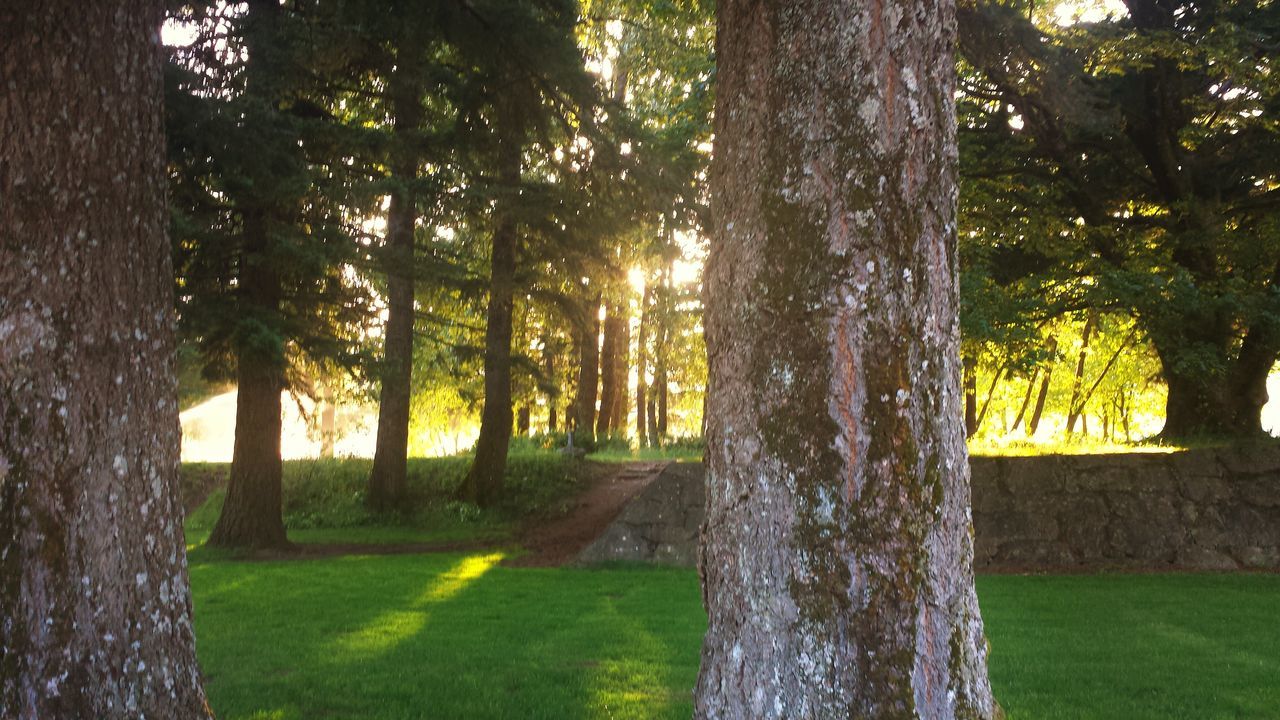 tree, tree trunk, grass, growth, tranquility, green color, nature, tranquil scene, sunlight, branch, beauty in nature, field, park - man made space, scenics, landscape, day, outdoors, no people, shadow, lawn