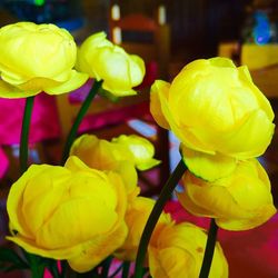 Close-up of tulips