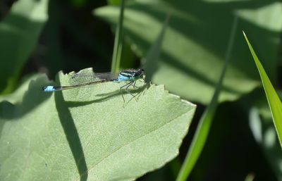 Close-up of grasshopper on leaf