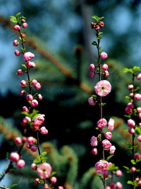 Sakura cherry blossom in the city garden of chelyabinsk, southern urals