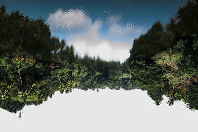 Low angle view of trees against sky