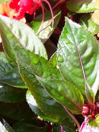 Close-up of wet plant leaves
