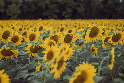 Close-up of yellow flowering plant on field