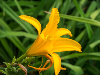 Close-up of yellow lily blooming outdoors