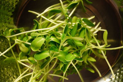 High angle view of leaves in container