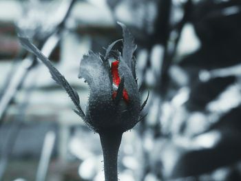 Close-up of snow on flower during winter