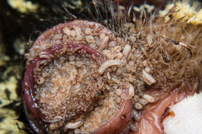 Close-up of crab in shallow water