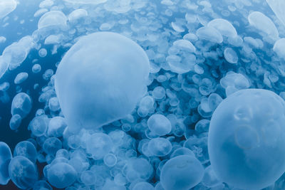 Close-up of jellyfish in swimming pool