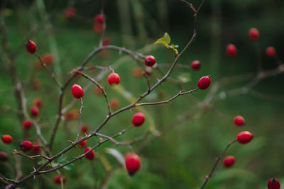 Close-up of berries growing on tree