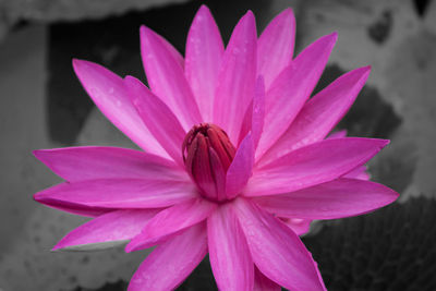 Close-up of pink lotus water lily