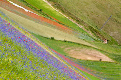 Scenic view of agricultural field