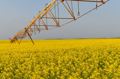 Scenic view of oilseed rape field against sky