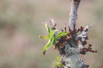 Close-up of insect on plant