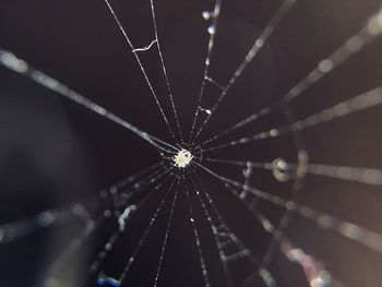 Close-up of spider web