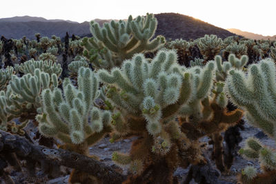 Cactus plant in desert against sky