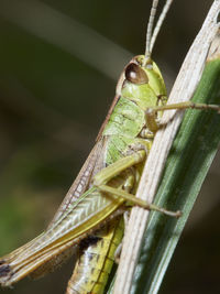 Close-up of grasshopper on plant