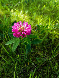 Close-up of purple flowers blooming in field