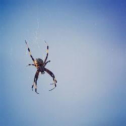 Close-up of spider on web