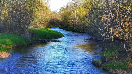 River flowing amidst trees in forest