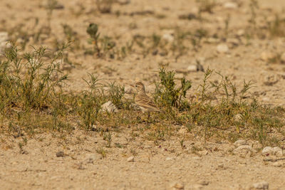 View of birds on field