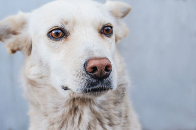 Portrait of a mongrel dog of a light color, close-up.