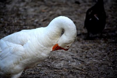 Close-up of swan on field