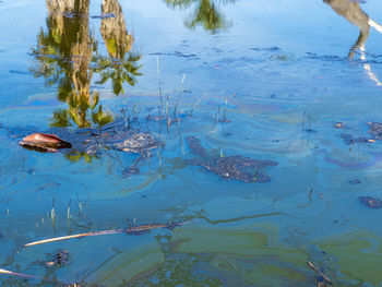 High angle view of ducks swimming in lake