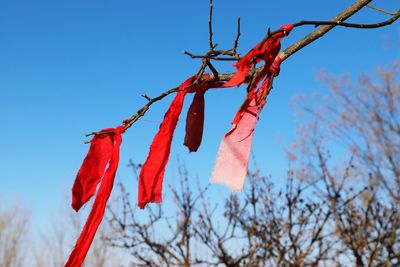 Low angle view of clothes hanging on branch against clear blue sky during sunny day
