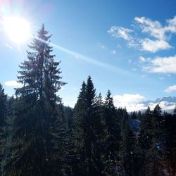 Pine trees on snowcapped mountain against sky