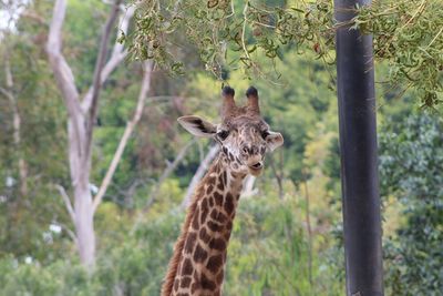 Portrait of giraffe in forest