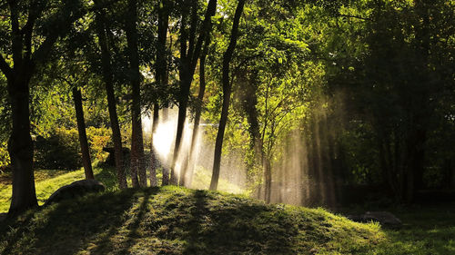 Trees in forest