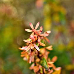 Close-up of flower blooming outdoors