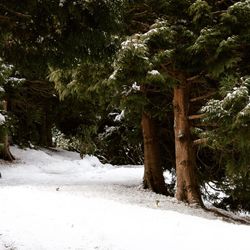 Trees on snow covered landscape