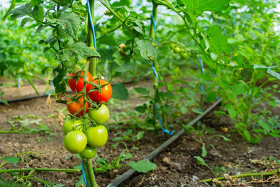 Close-up of tomatoes growing on field