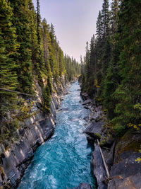 Scenic view of river amidst trees in forest