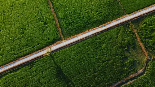 Paddy field