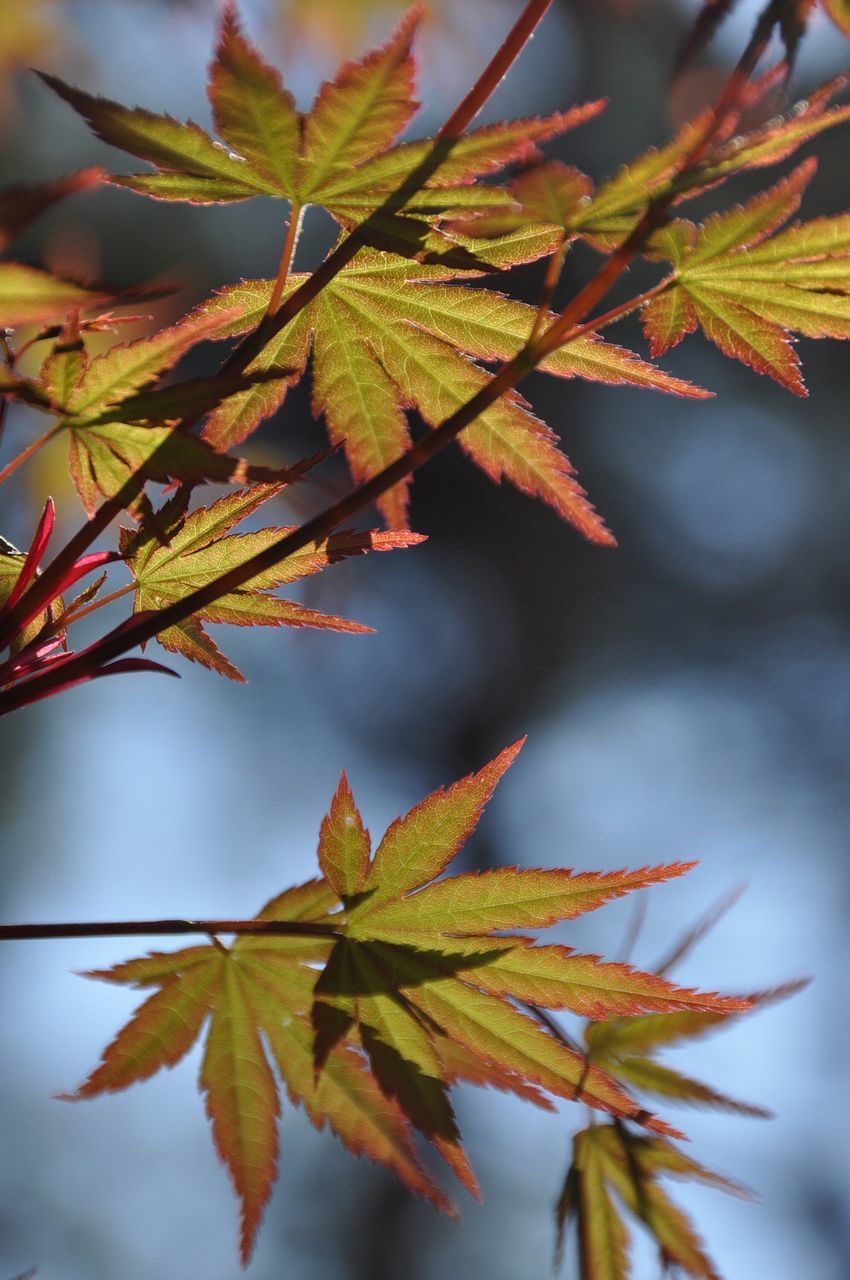 leaf, branch, autumn, close-up, focus on foreground, leaves, growth, change, season, nature, tree, twig, low angle view, leaf vein, beauty in nature, selective focus, outdoors, day, maple leaf, sunlight