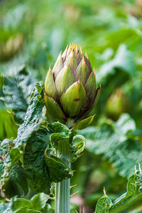 Close-up of artichoke on leaf